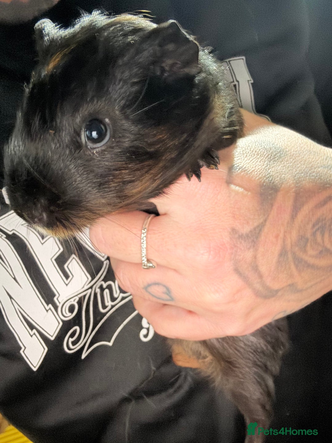 Guinea Pig rodents for sale: Guinea pigs - Advert 15