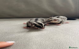 Sugar Glider rodents for sale: Male and Female Sugar Glider Siblings - Image 5