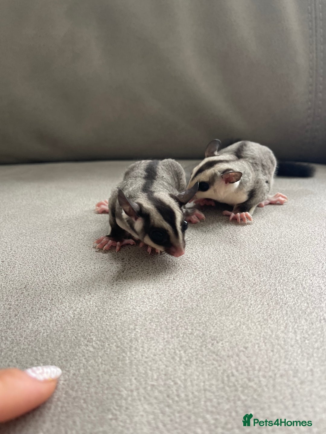 Sugar Glider rodents for sale: Male and Female Sugar Glider Siblings - Image 5