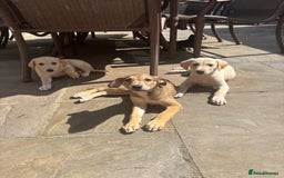 Mixed Breed dogs for sale: Saluki whippet greyhounds  - Image 6