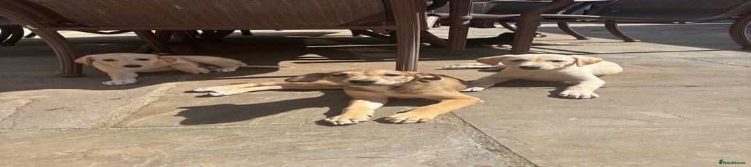Red fawn boy  Puppy 4