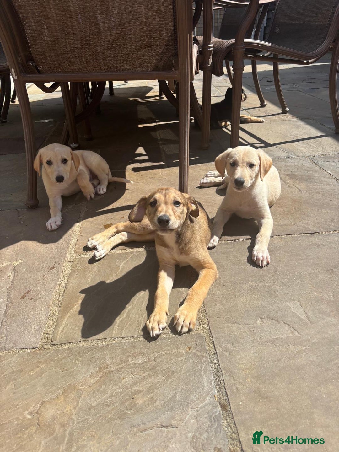 Mixed Breed dogs for sale: Saluki whippet greyhounds  - Image 6
