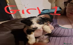 Border Collie dogs for sale: Border collie pups - Image 2