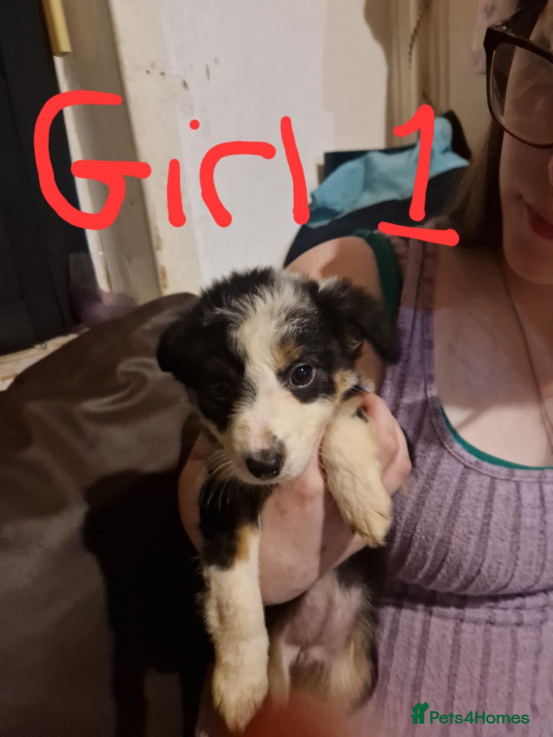 Border Collie dogs for sale: Border collie pups - Image 2