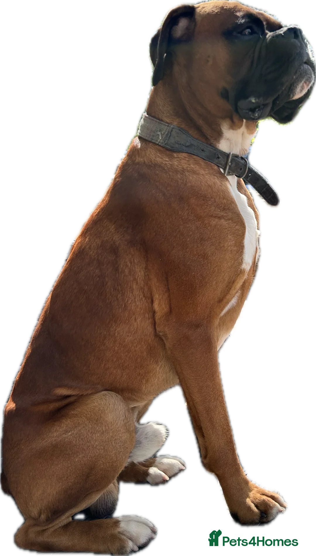 Boxer dogs for stud: Proven Handsome KC reg boxer-Heart score 0 in Tredegar - Advert 21