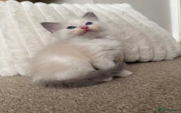 Ragdoll cats for sale: Blue bicolour babies 🐾 - Image 9