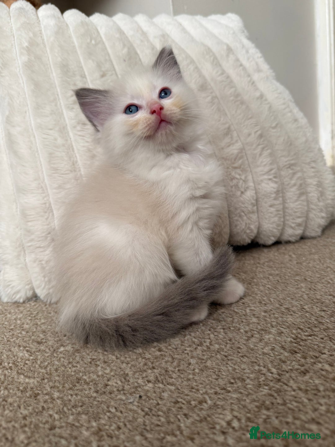 Ragdoll cats for sale: Blue bicolour babies 🐾 - Image 9