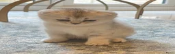 Scottish Fold cats for sale: Pure Scottish Fold  - Advert 14