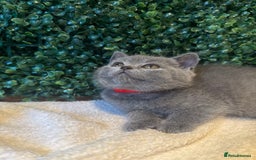 British Shorthair cats for sale: 💕British Shorthair Blue Kittens💕 - Image 9