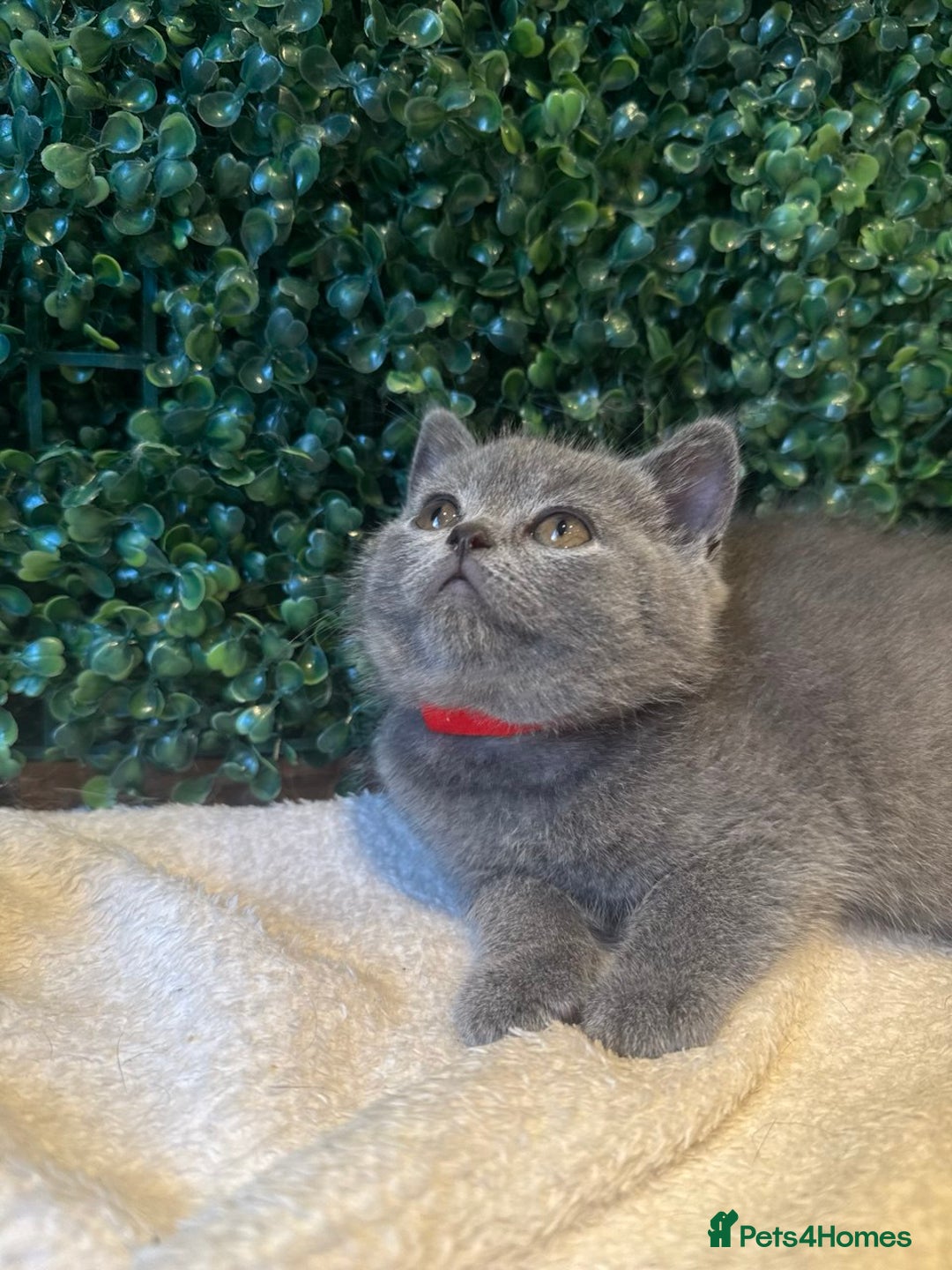 British Shorthair cats for sale: 💕British Shorthair Blue Kittens💕 - Image 9