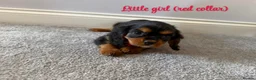Cavalier King Charles Spaniel dogs for sale: Beautiful health tested cavalier King Charles  - Advert 8