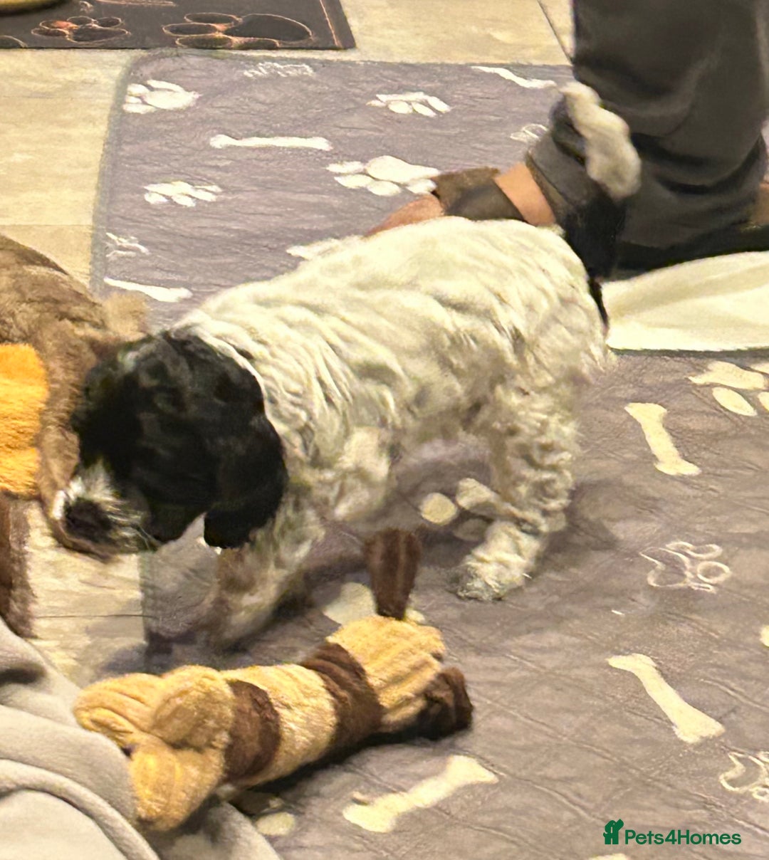 Cockapoo dogs for sale: Blue Roan F2 Female Cockapoo  - Advert 7