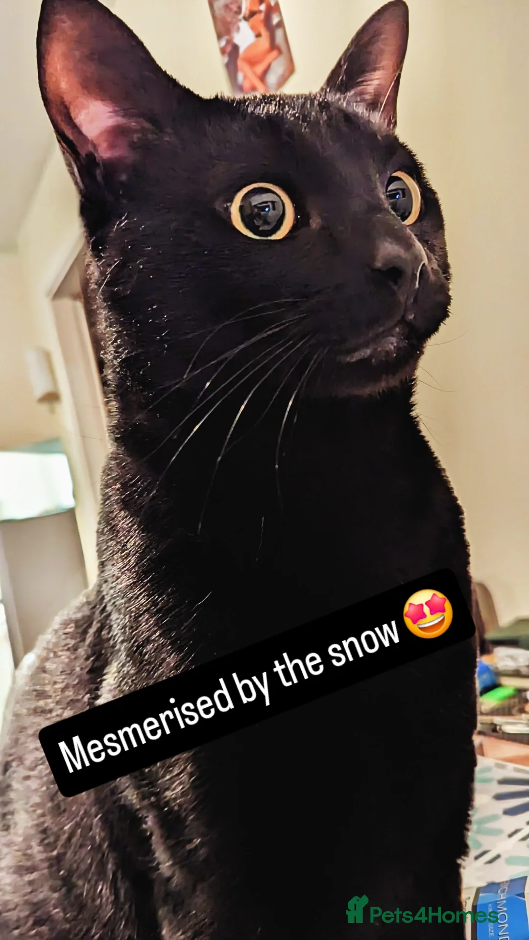 Domestic Shorthair cats for sale: Odin, male 5 yo - Advert 6
