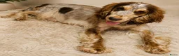 Cocker Spaniel dogs for sale: 🐾 6 Gorgeous Show Type Cocker Spaniel Puppies 🐾 - Advert 3