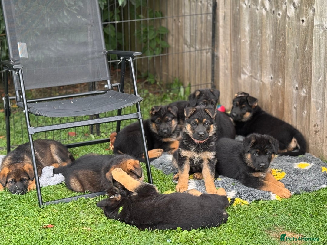German Shepherd dogs for sale: 1 KC reg Quality Showline female puppy available  - Image 4