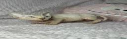 Sphynx cats for sale: Canadian bambino Sphynx kittens  - Advert 29