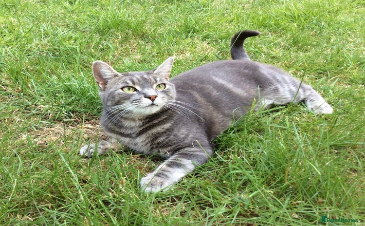 Domestic Shorthair cats - Advert 15