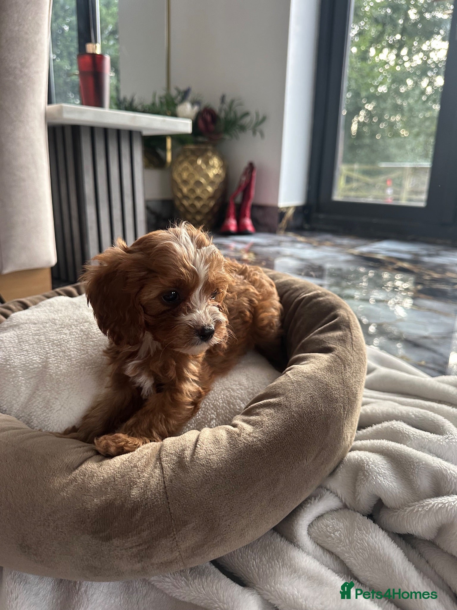Cavapoo dogs 1 BOY and 1 GIRL CAVAPOO 💙👑 - Advert 16