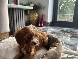 Cavapoo dogs 1 BOY and 1 GIRL CAVAPOO 💙👑 - Advert 5