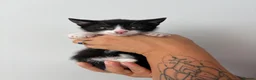 Mixed Breed cats for sale: Beautiful kittens - Advert 6