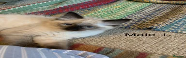 Ragdoll 1