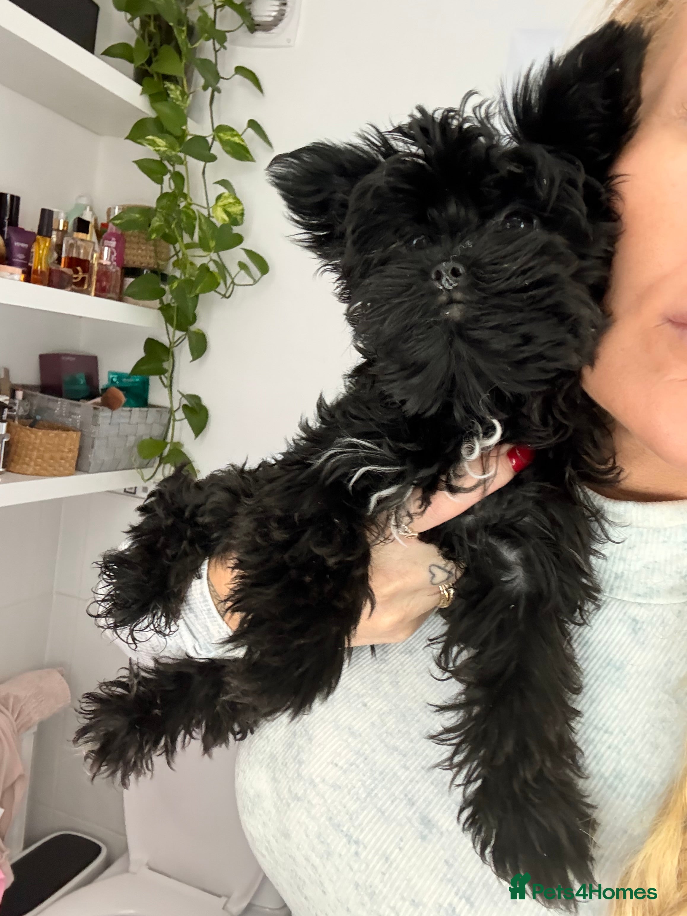 Yorkshire Terrier dogs 🖤Beautiful girl  ready to leave 🖤 - Advert 8