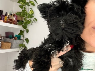 Yorkshire Terrier dogs 🖤Beautiful girl ready to leave 🖤 - Advert 15