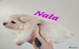 Mixed Breed dogs for sale: F1 Maltipom puppies from health tested parents  - Image 5