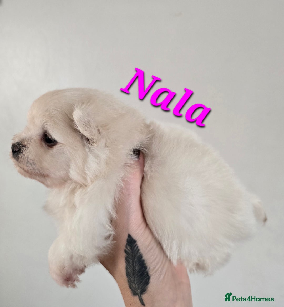 Mixed Breed dogs for sale: F1 Maltipom puppies from health tested parents  - Image 5