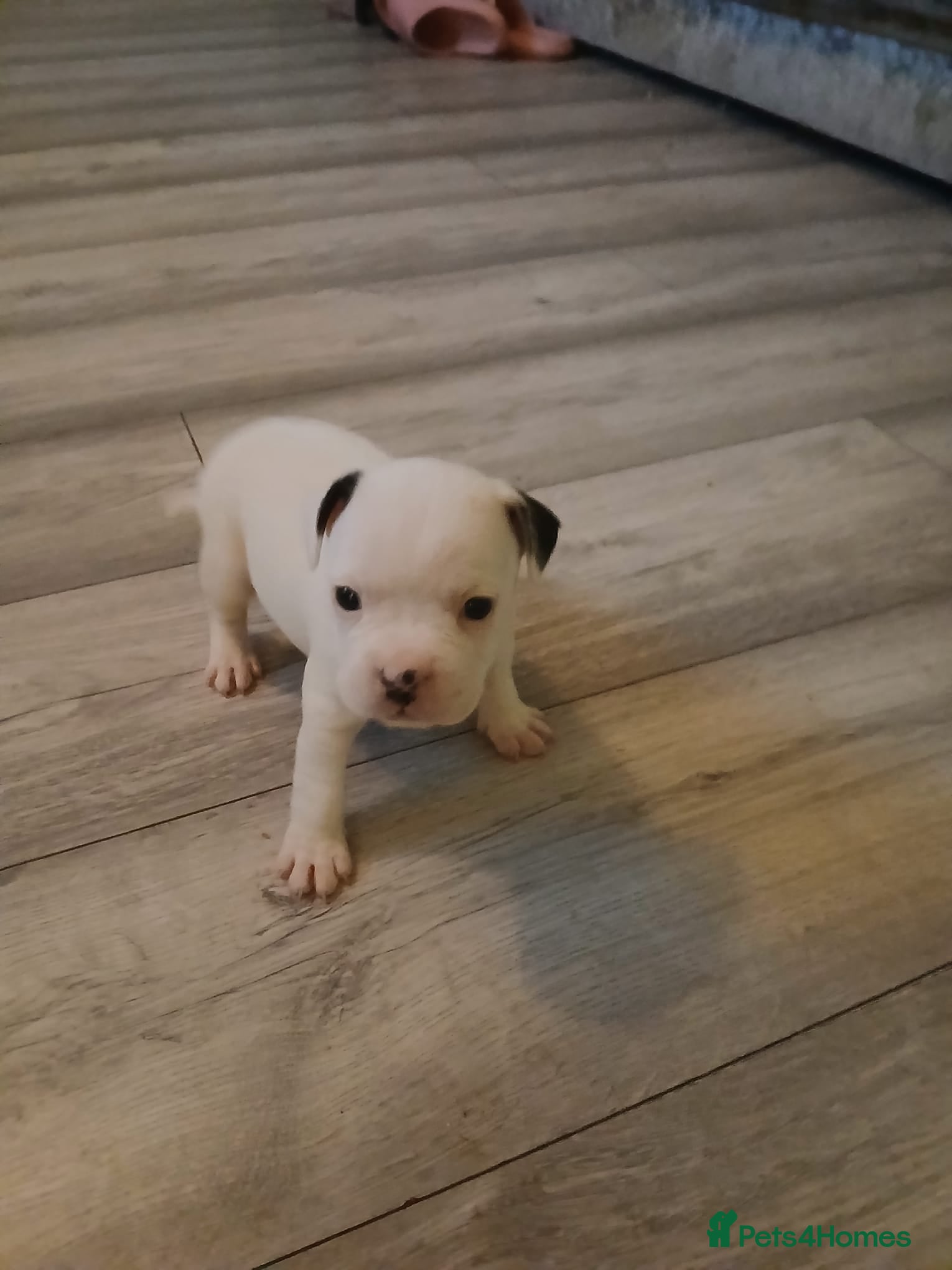 Mixed Breed dogs 3 beautiful girls ready for their forever homes  - Advert 17