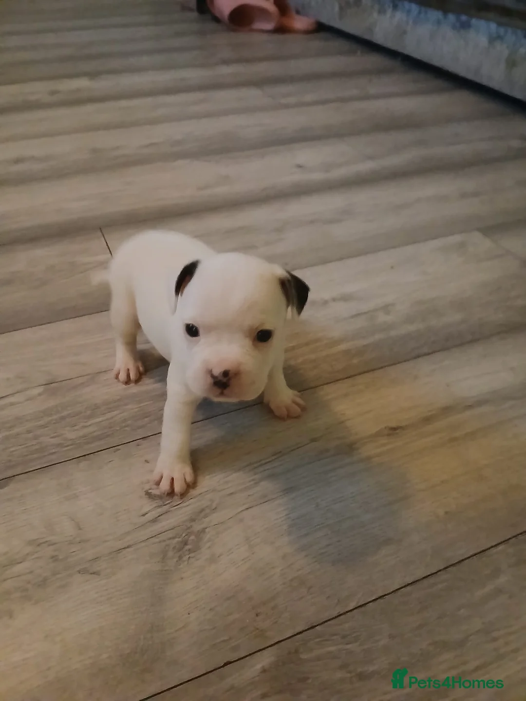 Mixed Breed dogs for sale: 4 beautiful puppies ready for their forever homes  - Advert 2