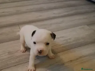 Mixed Breed dogs 3 beautiful girls ready for their forever homes - Advert 17