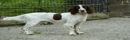 English Springer Spaniel dogs for stud: Working English Springer Spaniel for Stud in Barnstaple - Advert 2