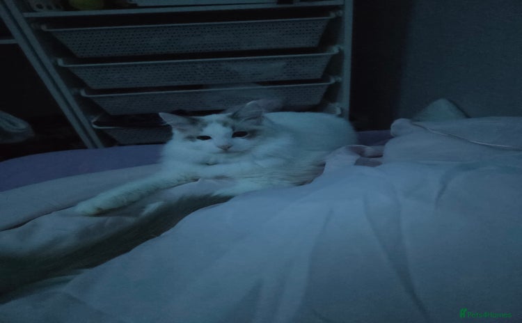 Ragdoll cats - Advert 7