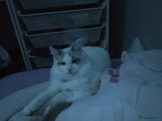 Ragdoll cats - Advert 3