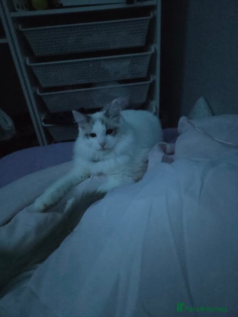 Ragdoll cats - Advert 7