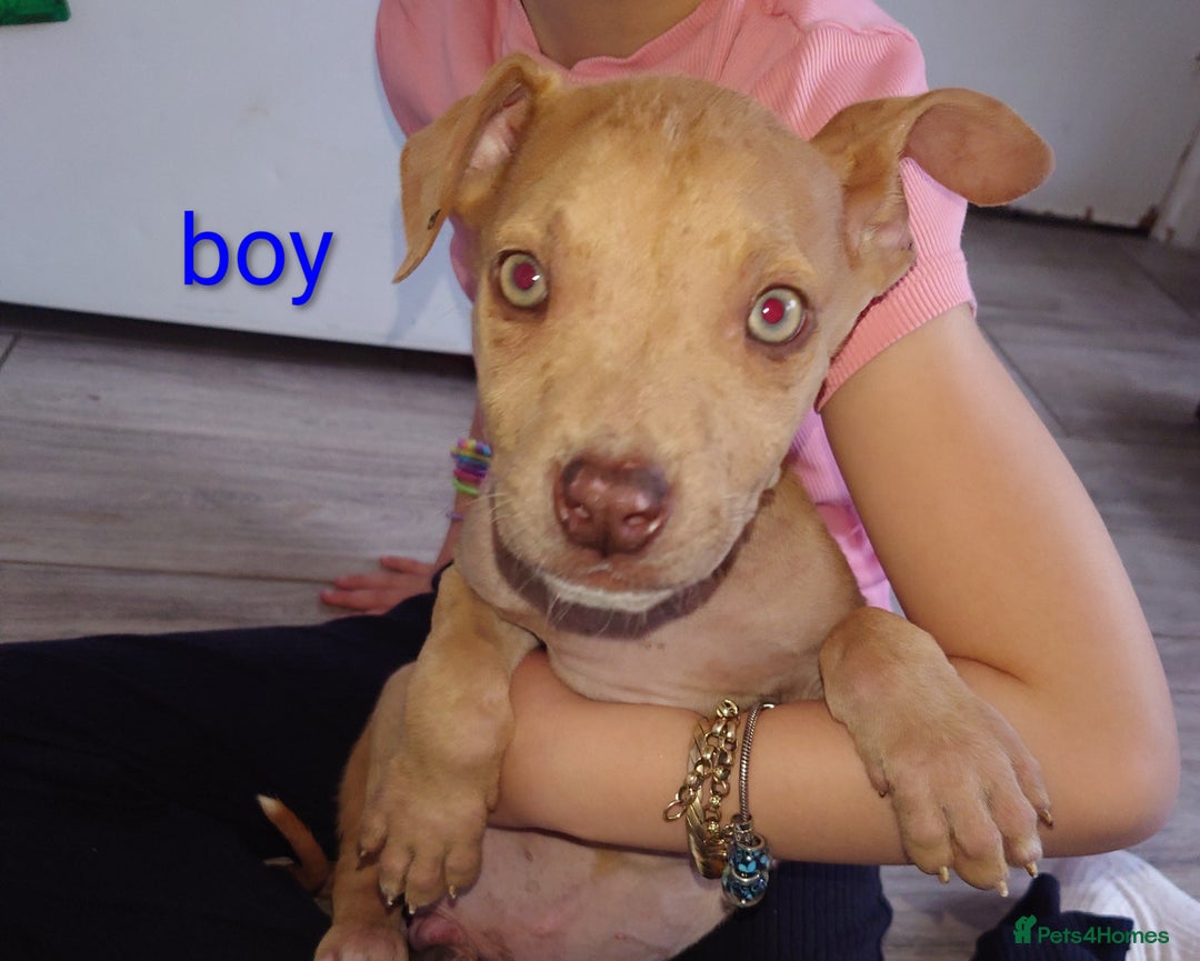 Mixed Breed dogs for sale: Mix breed  - Image 2
