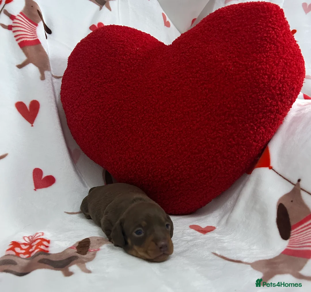 Miniature Dachshund dogs for sale: KC Reg Miniature Smooth Dachshund  - Advert 8