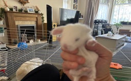 Dwarf Lop rabbits for sale: Baby bunnies - Image 8