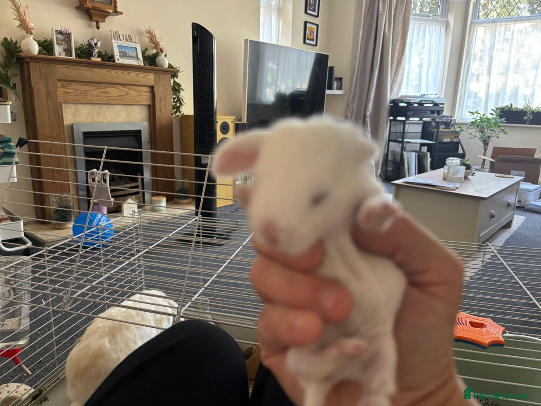 Dwarf Lop rabbits for sale: Baby bunnies - Image 8