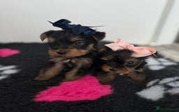 Yorkshire Terrier dogs for sale: Yorkshire Terrier Puppy 5 - 6 beautiful Yorkshire terriers  - Image 34