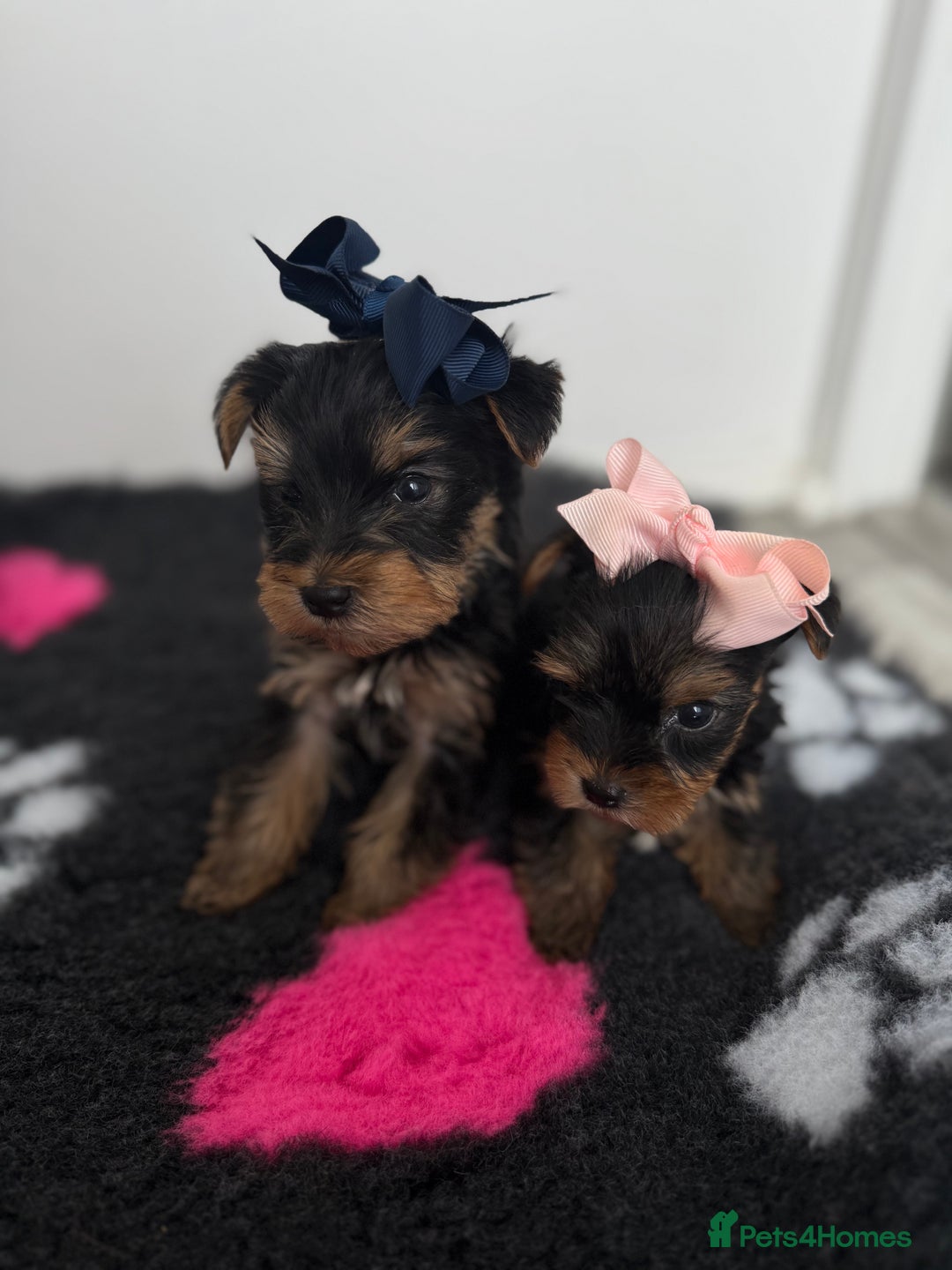 Yorkshire Terrier dogs for sale: Yorkshire Terrier Puppy 5 - 6 beautiful Yorkshire terriers  - Image 34