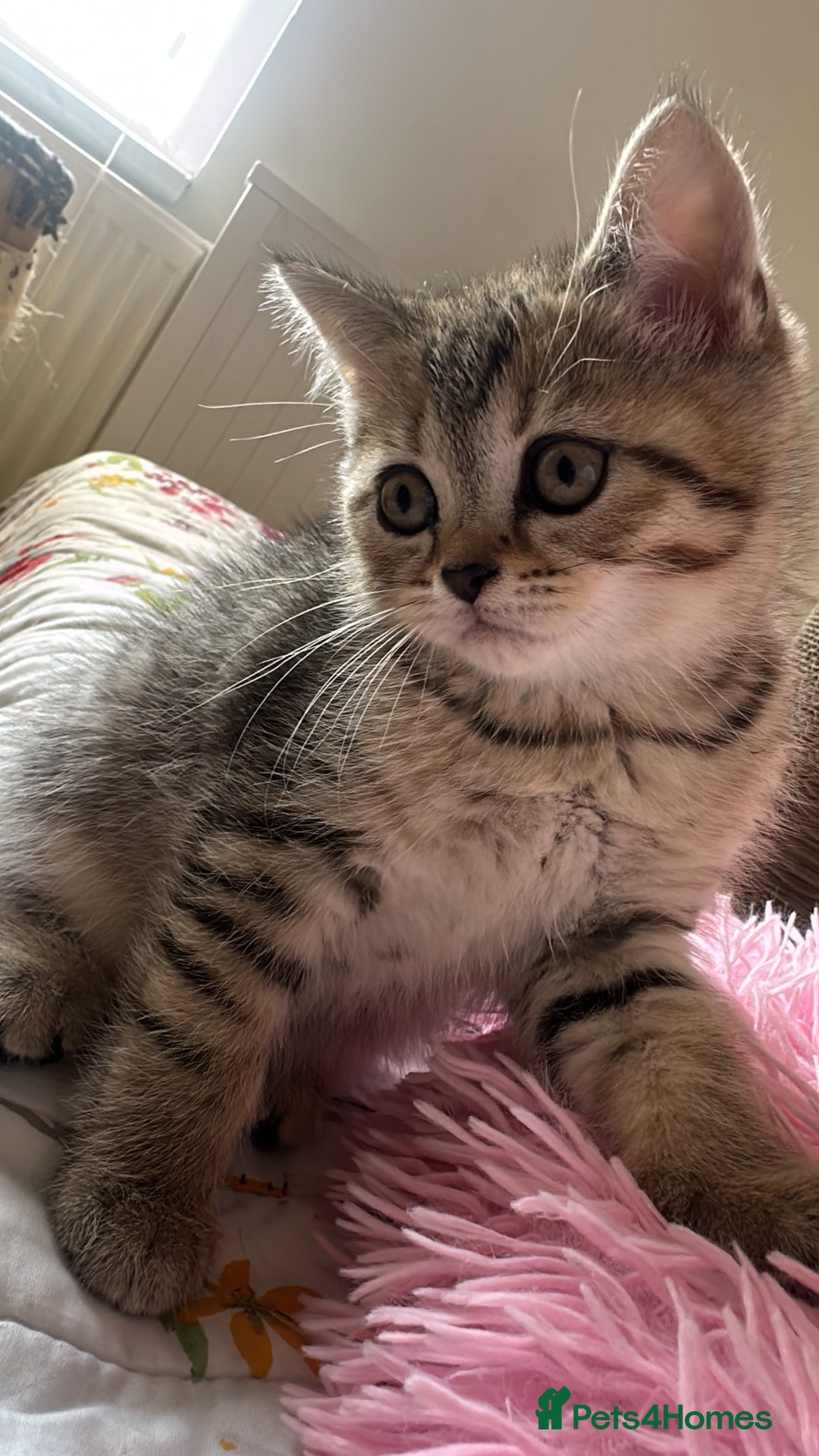 British Shorthair cats for sale: 5 Adorable British Shorthair Kittens - Image 26