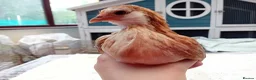 Chickens poultry for sale: Bearded Serama Trio for Loving Home - Advert 9
