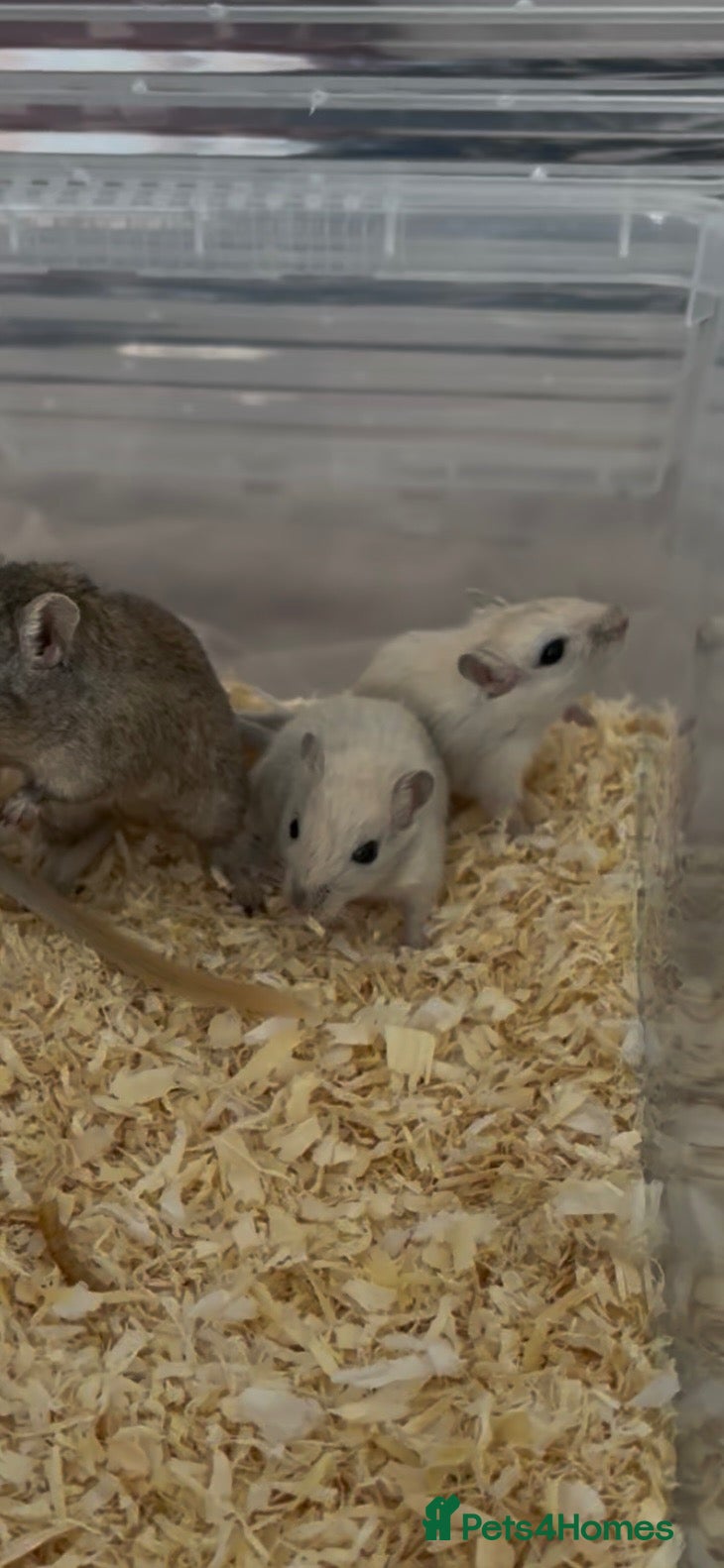 Gerbil rodents 2 female gerbil babies  - Advert 3