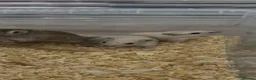 Gerbil rodents for sale: 2 female gerbil babies  - Advert 1