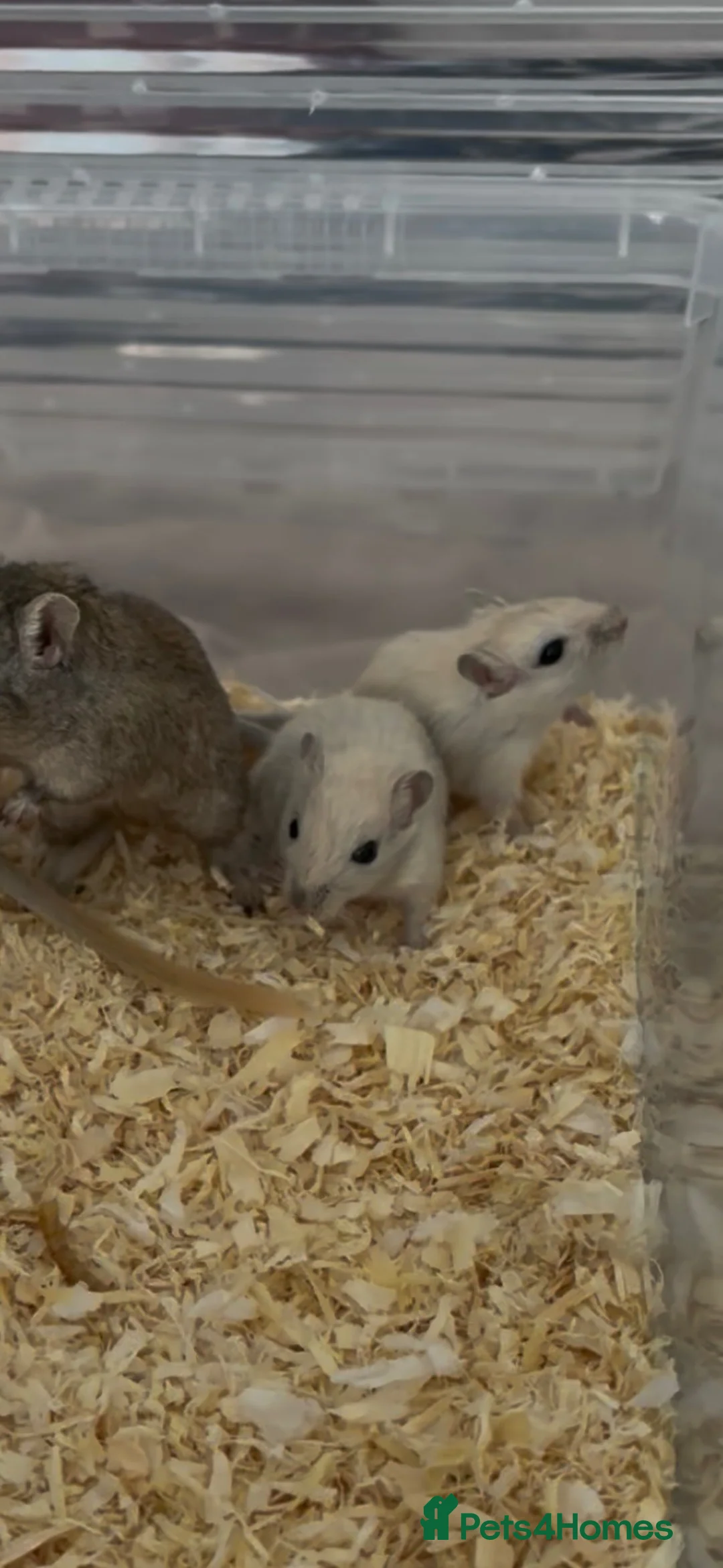 Gerbil rodents for sale: 2 female gerbil babies  - Advert 1