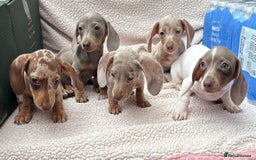 Miniature Dachshund dogs for sale: Fully vac RAINBOW MIX MINI DAXI KC REG PRA CLR - Image 5