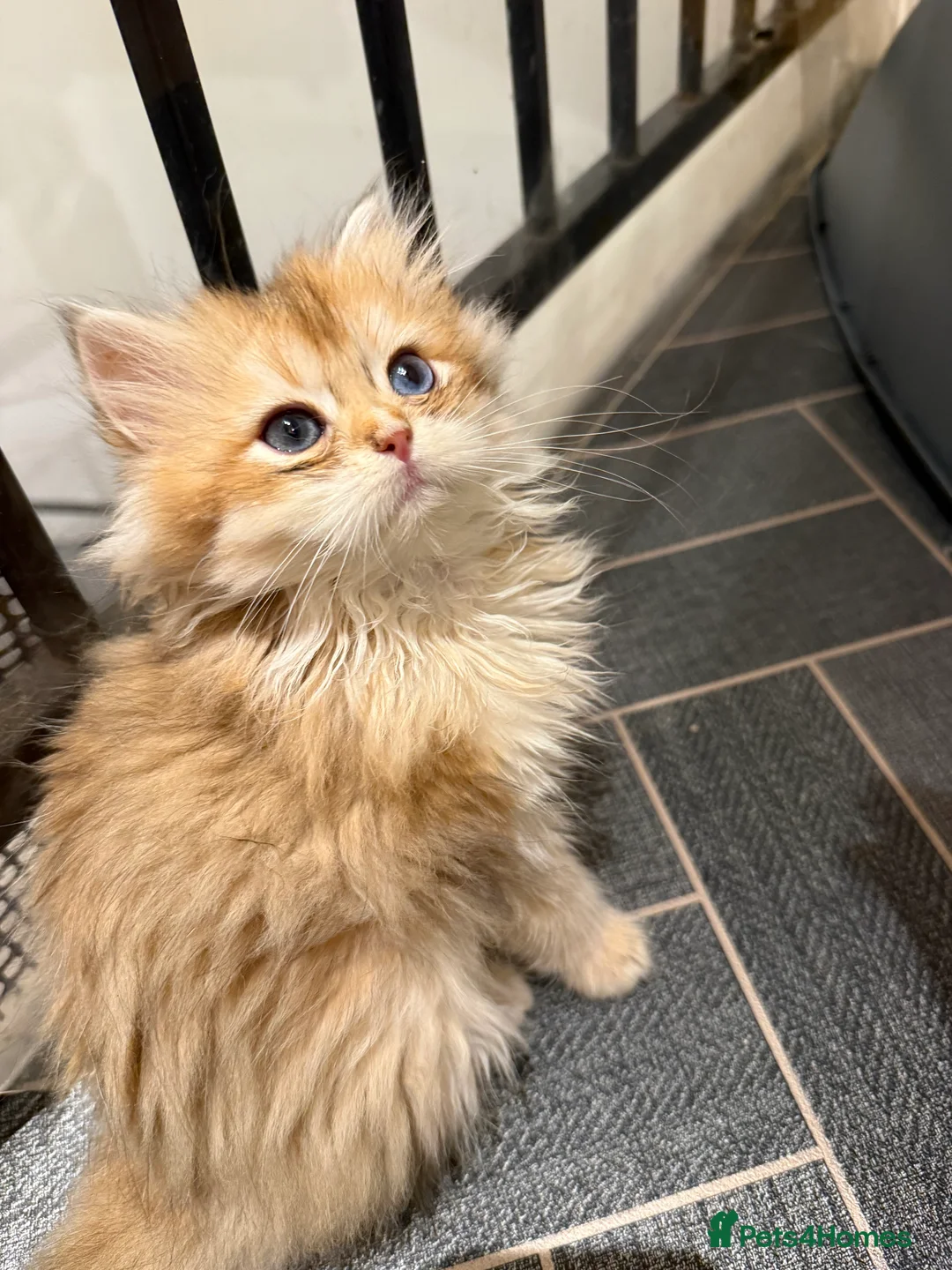 British Shorthair cats for sale: GCCF reg BSH Last Chocolate Gold Blue Eyes Female - Advert 13