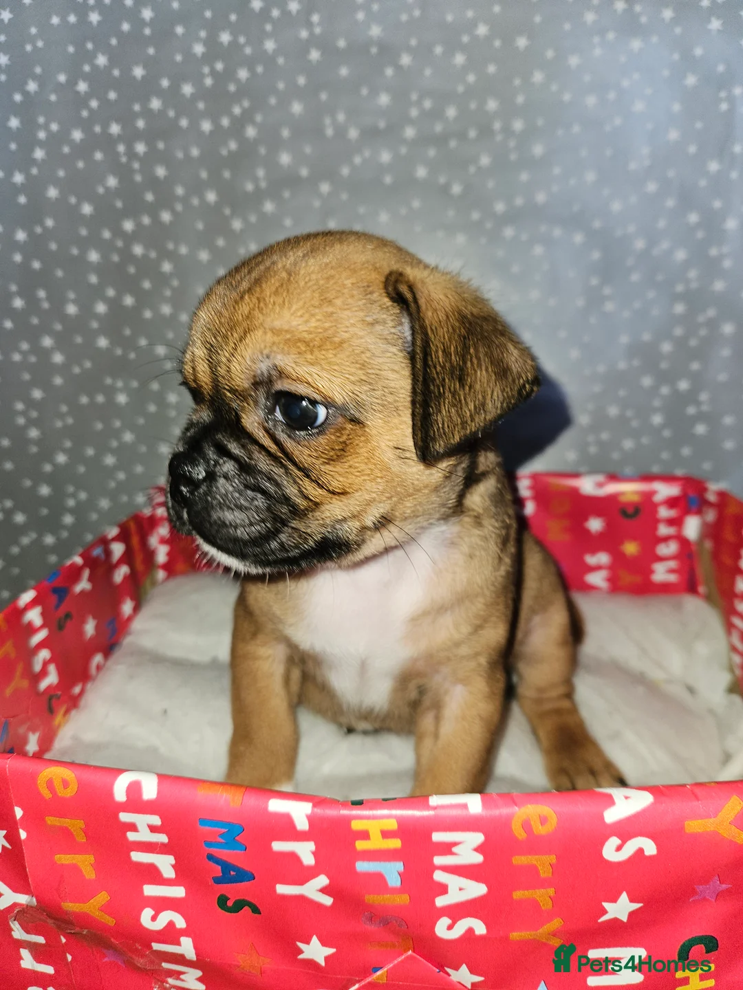 Mixed Breed dogs for sale: Pug x staff & pug x staff x chihuahua puppies  - Advert 12